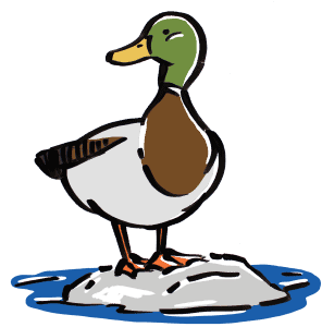 waterfowl save the boundary waters animation whiteboard