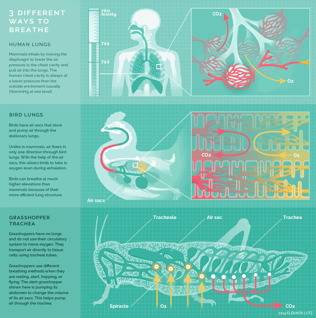 GIF style infographic demonstrating 3 different ways to breathe; animated lungs of a human, a chicken, and a grasshopper elucidate the 3 different ways of breathing with color coded animation. Worded captions of the 3 different types of lungs are off to the side of the image.