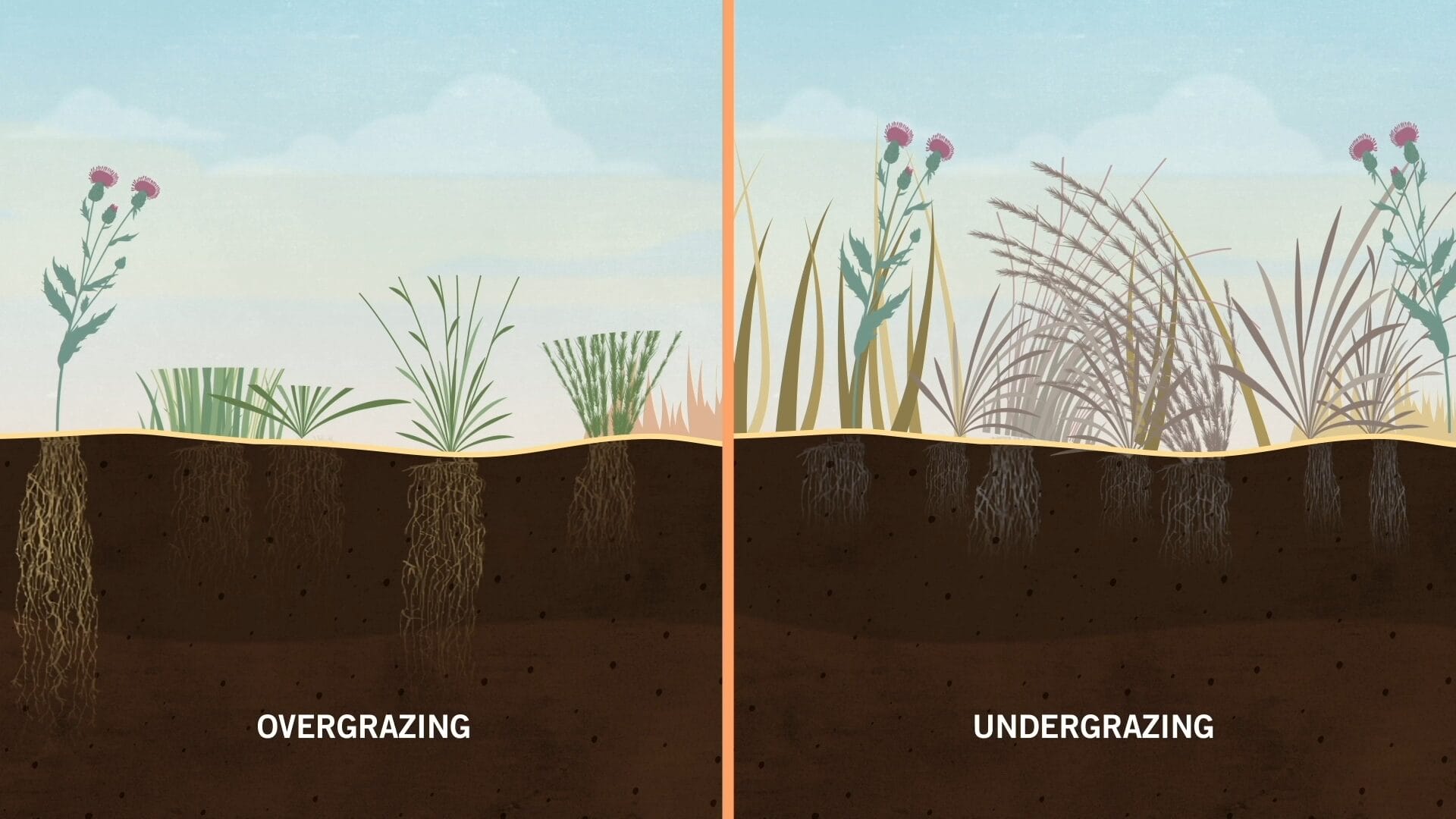 Western Sustainability Exchange social media graphic 3: shows the difference beteween undergrazing and overgrazing with visual examples of the soil