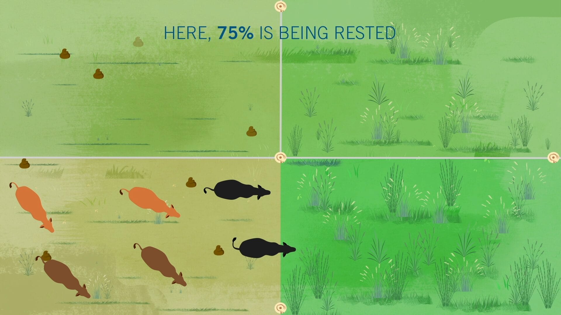 Western Sustainability Exchange social media graphic 4: An example of regenerative farming practice for cow grazing with less being rested than graphic 5